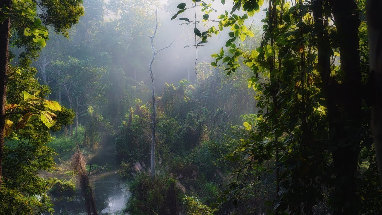 Le parc national de Doi Khun Tan apporte une beauté mystérieuse pendant la saison des pluies