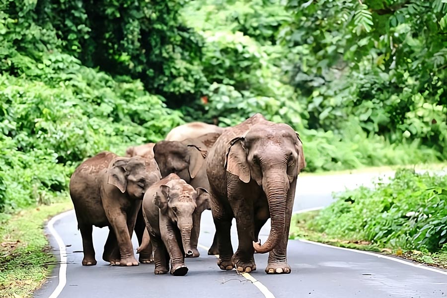 Il y a des activités captivantes au parc national de Khao Yai 