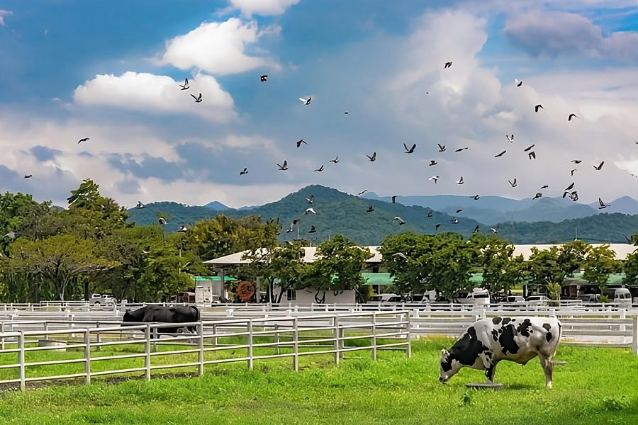 Il y a des activités captivantes au parc national de Khao Yai 