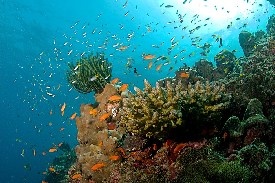 Parc national Mu Ko Similan ferme du 16 mai au 14 octobre 2025 pour progtéger la nature sous-marine