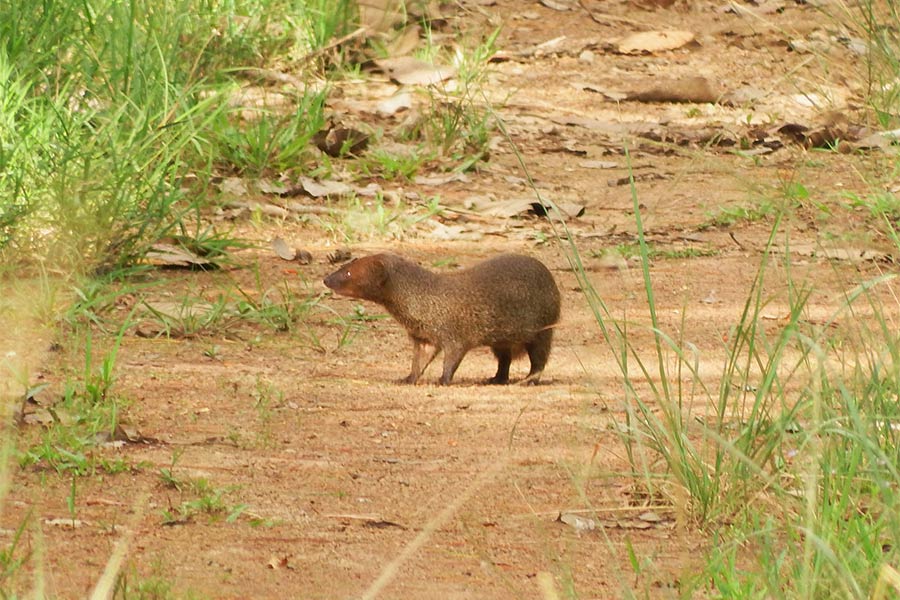 Vous pouvez facilement rencontrer des animaux sauvages dans le parc national de Nam Nao
