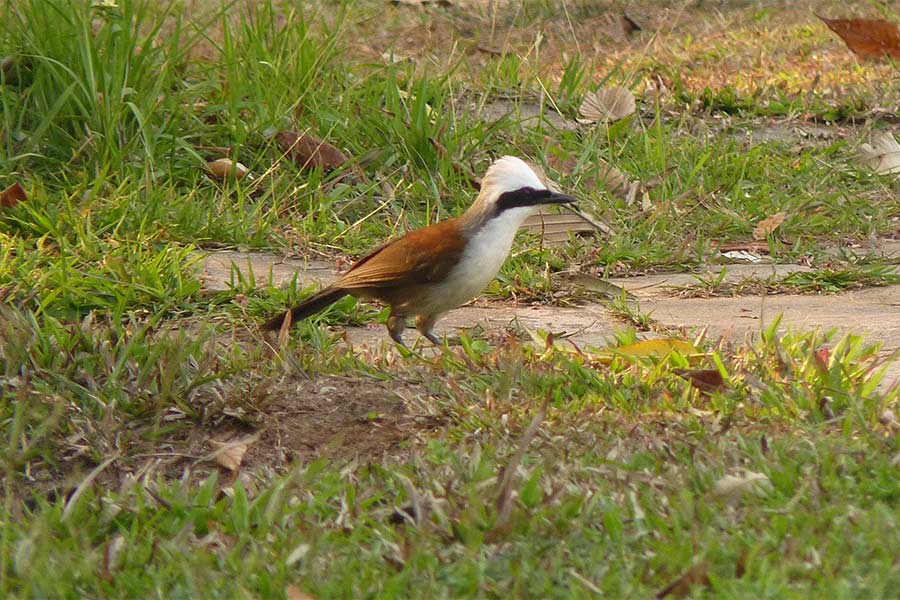 Le parc national de Nam Nao abrite de nombreuses espèces d'oiseaux rares