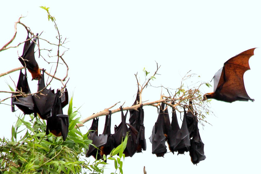 Colonie de chauves-souris dans la zone de Trang Doi