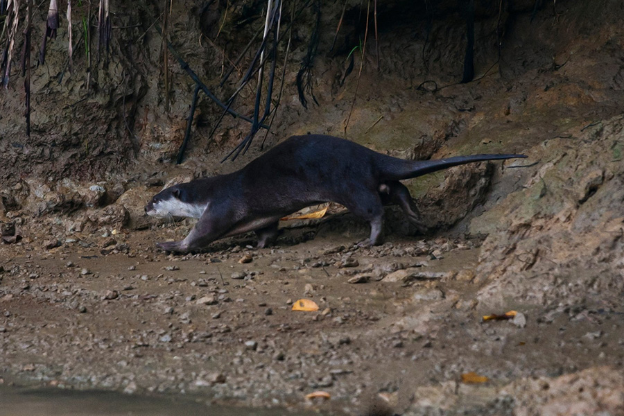 Loutre à pelage lisse observée dans son habitat naturel