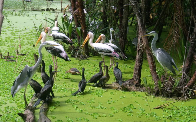 visite au parc ornithologique de bac lieu au vietnam