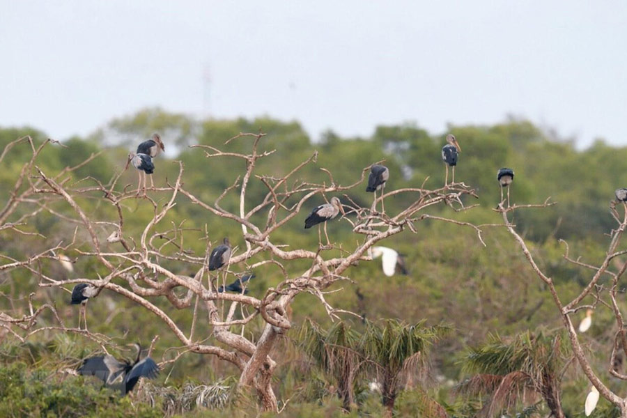 Parc ornithologique de Bac Liêu