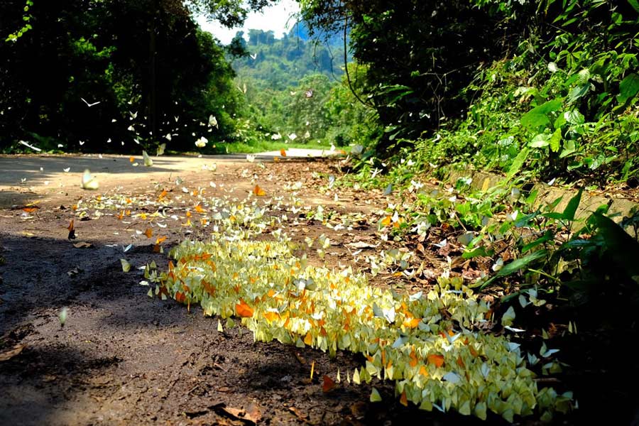 Parcs nationaux au Vietnam -  parc national de Cuc Phuong  - papillons colorés