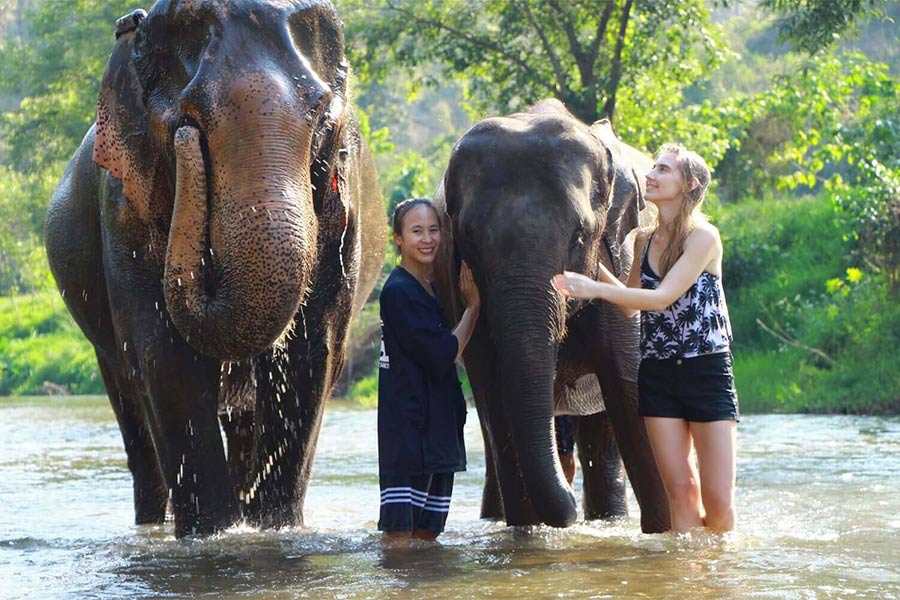 Éléphants à Chiang Mai - Voyage en Thailande en 1 mois