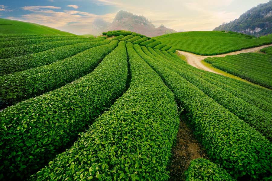 La beauté naturelle de la colline de thé de Thanh Son à Phu Tho 