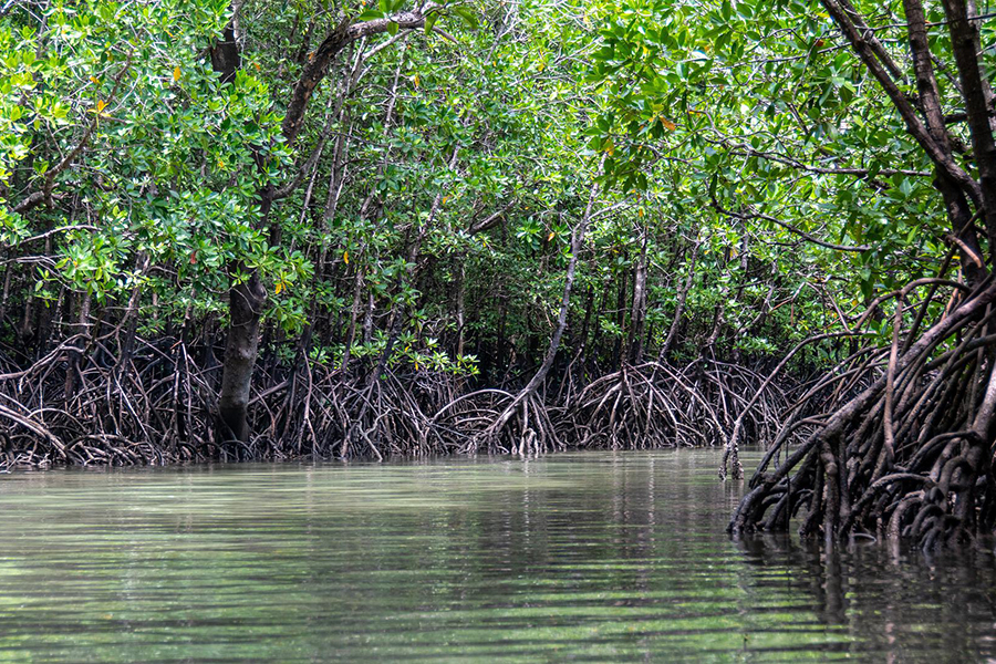 La Réserve des Mangroves de Cherating