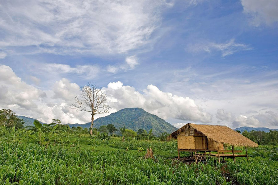 Bolaven - l'une des raisons de visiter Wat Phou