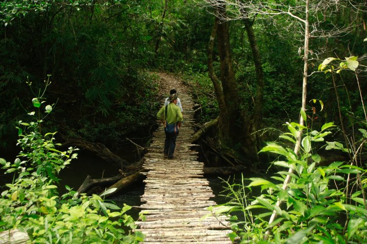 Le pont suspendu dans la réserve naturelle de Nam Nung