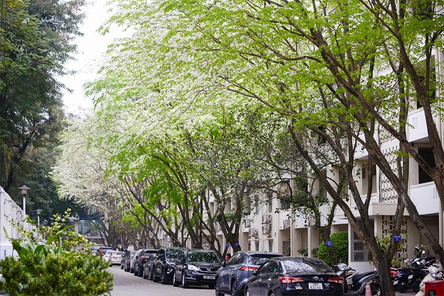 Fleurs de Sua (Hoa Sua) blanchissent les rues à Hanoi au printemps