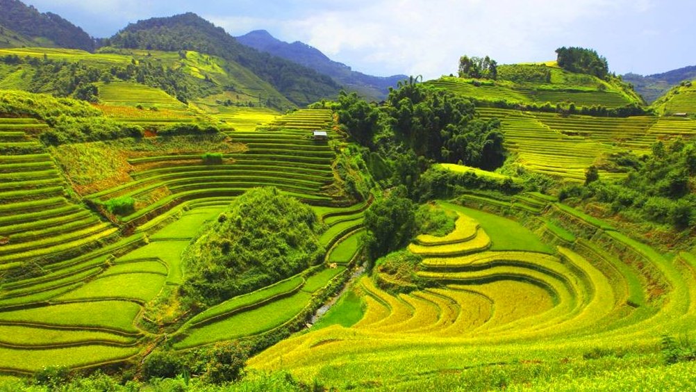 Saison de récolte à Thanh Hoa