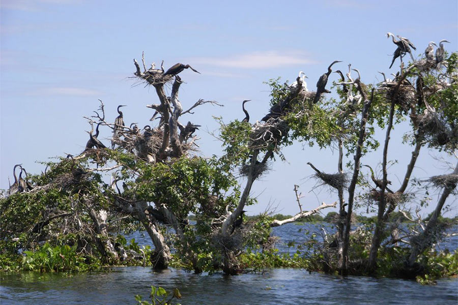 Le grand lac Tonlé Sap abrite la nature majestueuse