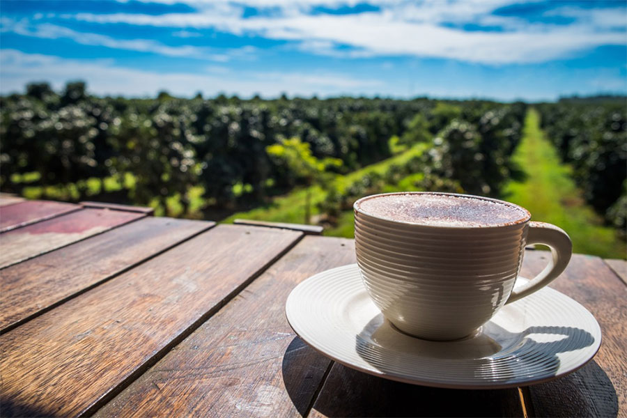 Le plateau de Bolaven est considéré la capitale du café du Laos 