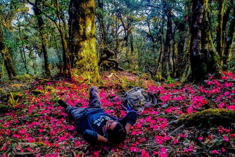 La spécialité du mont Pu Ta Leng, ce sont ses forêts de rhododendrons éclatants