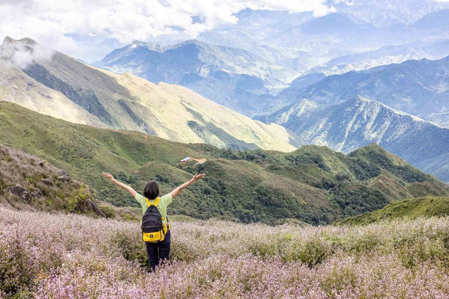 Champ de fleurs sur les pentes de Ta Chi Nhu, paradis pour les amoureux de nature
