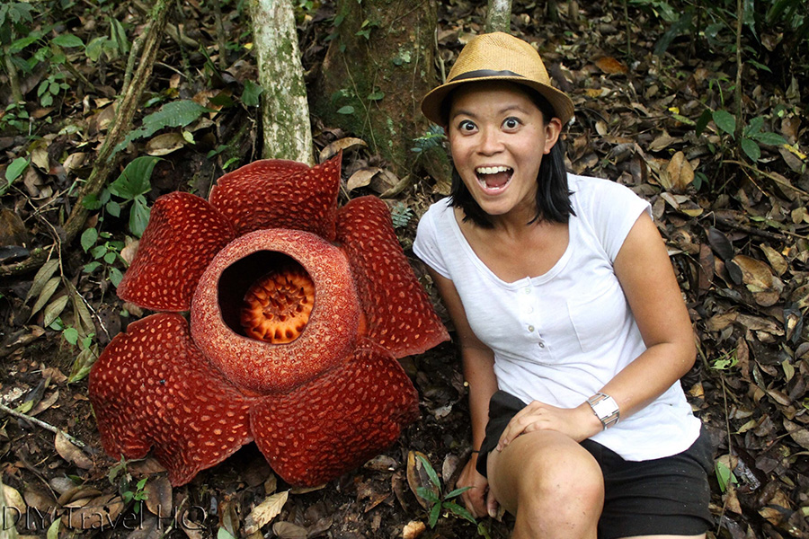 Rencontre rare avec la Rafflesia kerrii, la plus grande fleur du monde