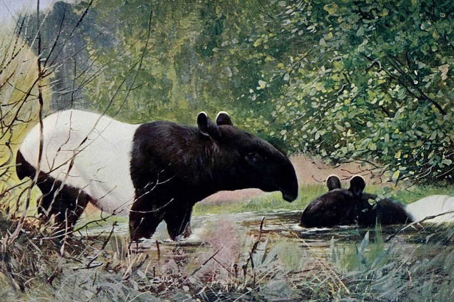 Rencontre avec le tapir de Malaisie, habitant discret du parc Khao Sok