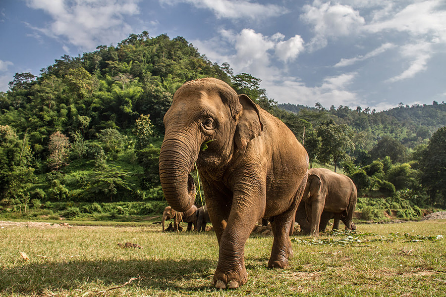 Les éléphants d’Asie, majestueux gardiens de la jungle de Khao Sok