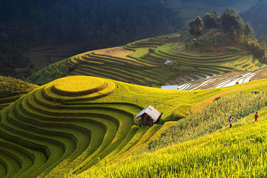 Mu Cang Chai en saison dorée – Des courbes parfaites baignées de lumière