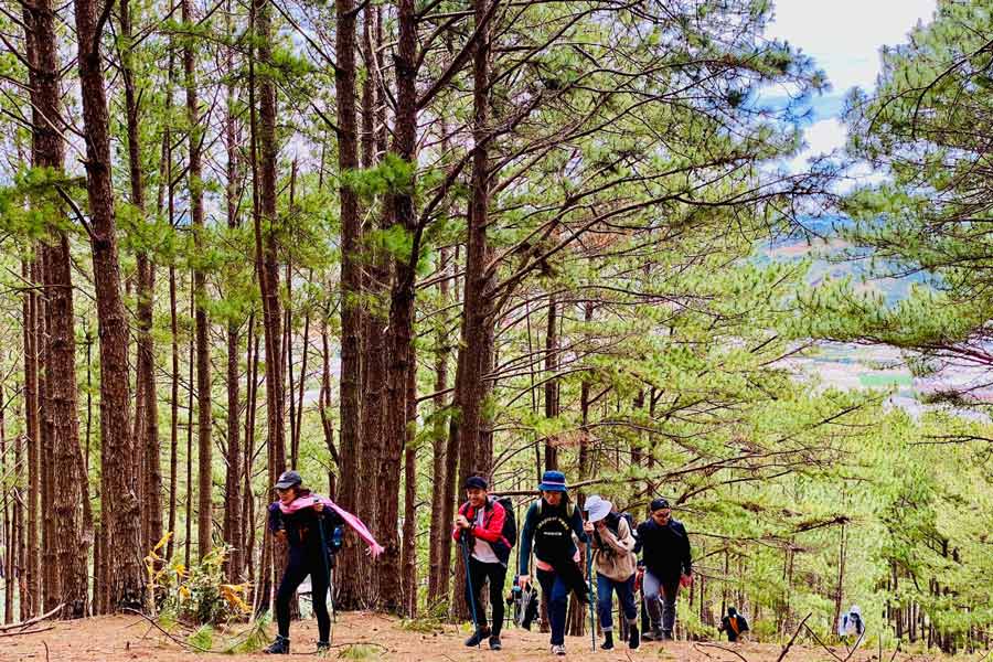 Le climat frais de Da Lat toute l'année est ce qui attire les aventuriers vers les randonnées au Vietnam