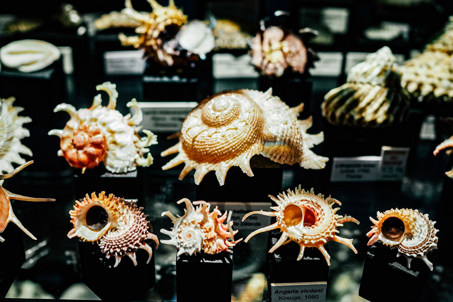 Musée des coquillages avec de nombreux types uniques de coquillages