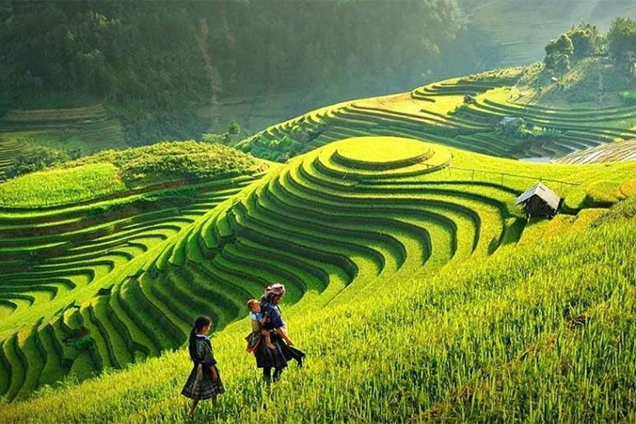 Rizière terrasse à Hoang Su Phi - Ha Giang (région du Nord au Vietnam)