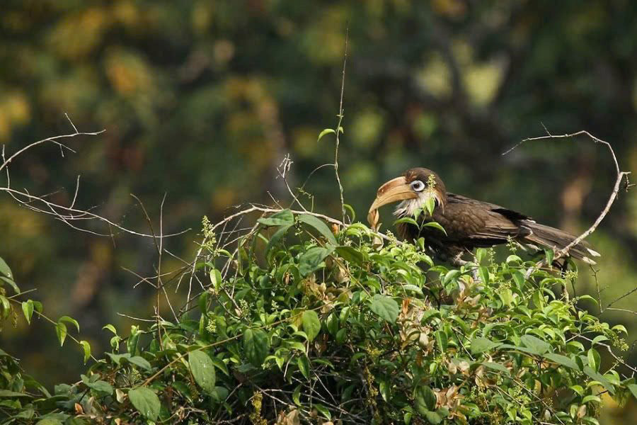La réserve naturelle de Bokeo abrite pas mal d'oiseaux rares