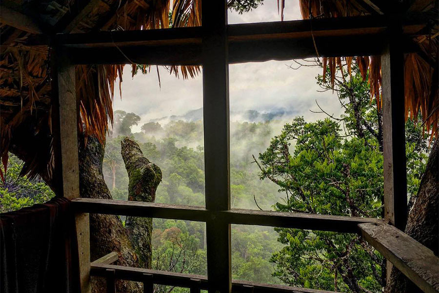 La vue féérique de la chambre sur l'arbre dans la réserve naturelle de Bokeo