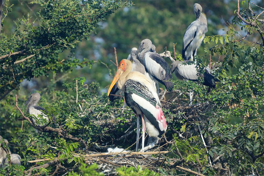Le camping Pouy est une destination idéale pour observer les oiseaux sauvages.