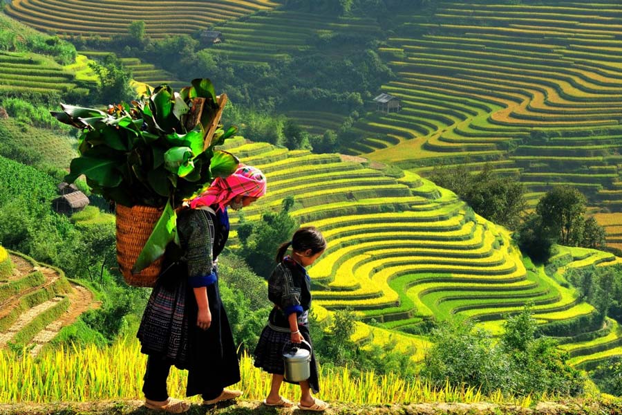 Top 5 des belles rizières en terrasse au Vietnam à ne pas manquer