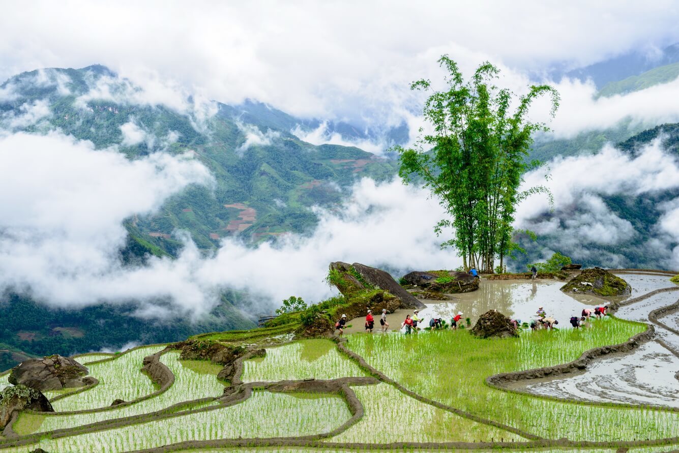 Top 5 des belles rizières en terrasse au Vietnam à ne pas manquer