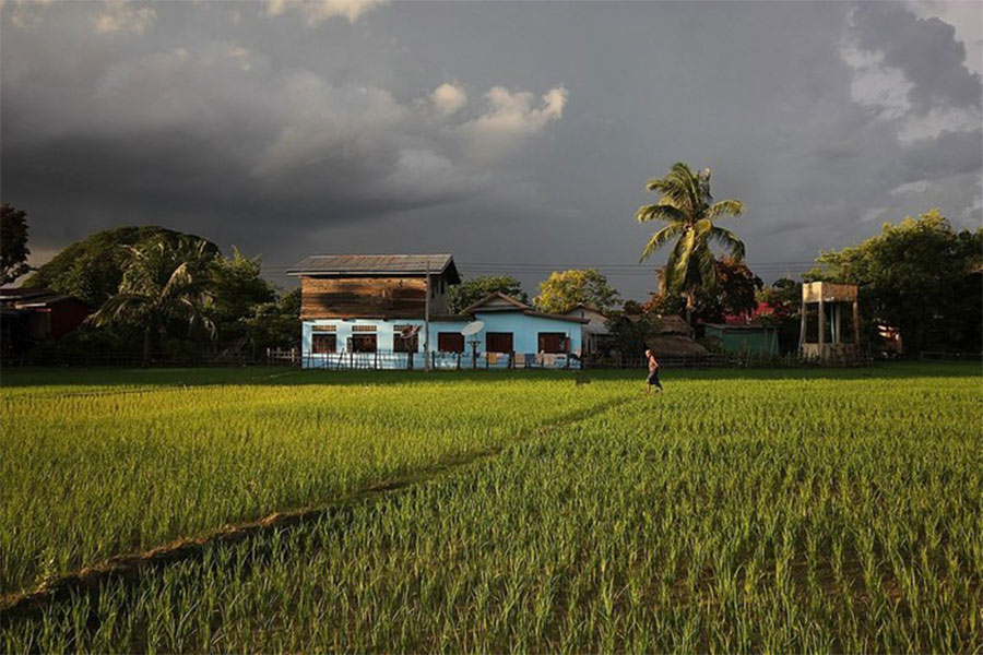 Rizière à Don Khong, Si Phan Don