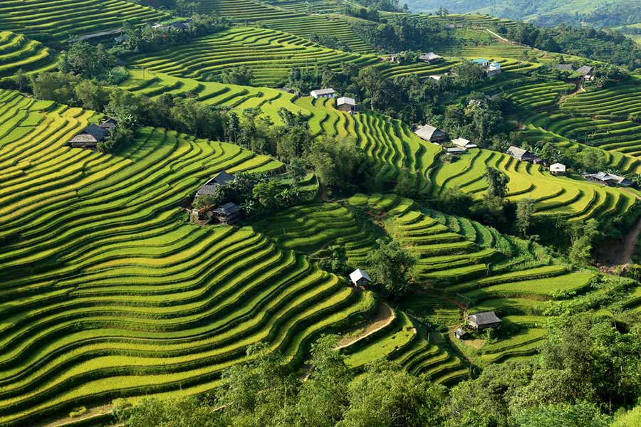  Les rizières à Hoang Su Phi sont reconnues comme site du patrimoine national. 