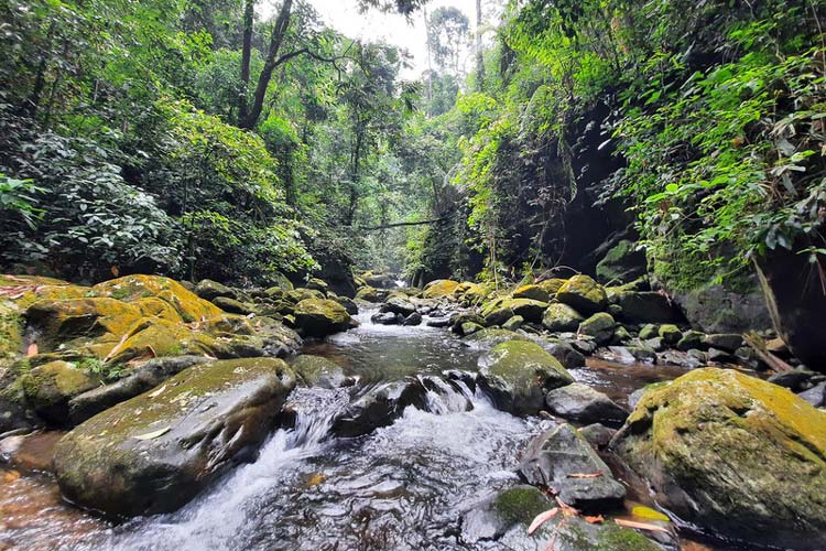 La beauté sauvage du ruisseau de Cua Tu