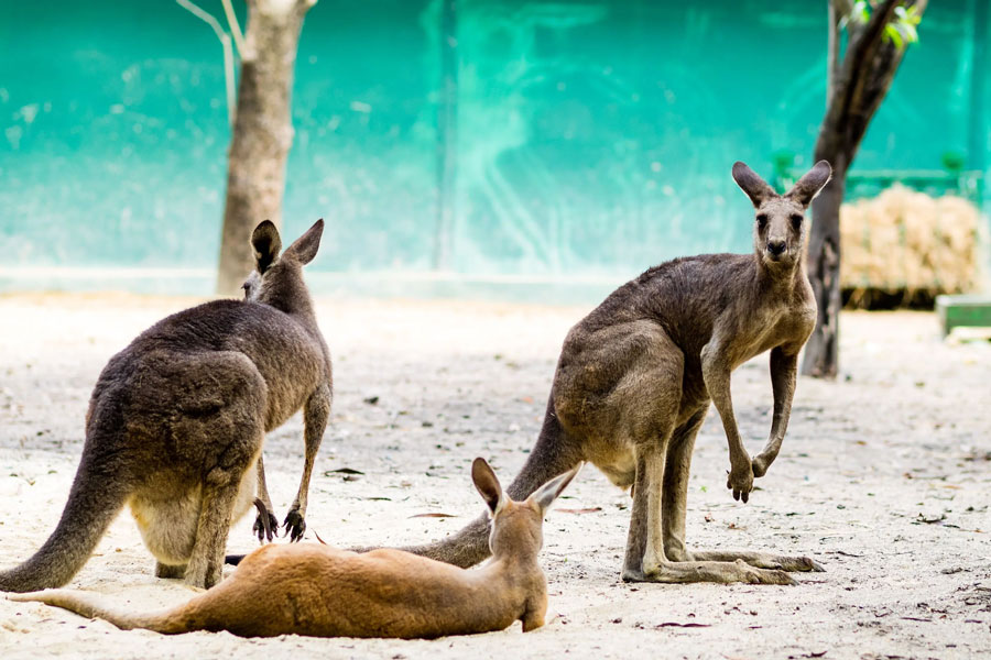 Il existe de nombreux types d'animaux différents à Safari World Bangkok