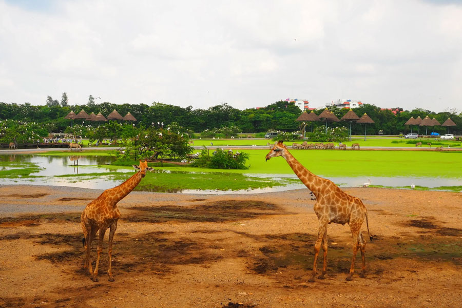 Safari Park est une vaste zone avec de nombreuses espèces d'animaux vivant ensemble à Safari World Bangkok