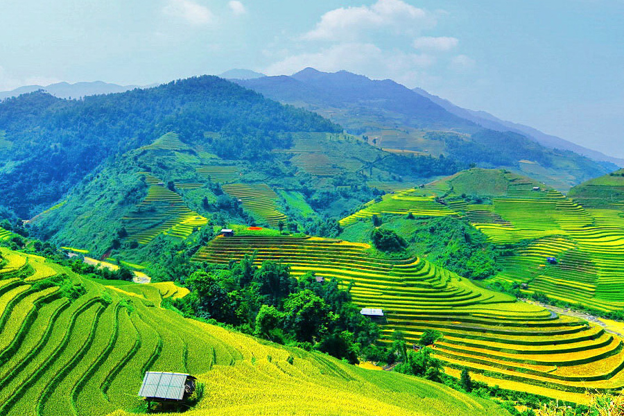 Le Vietnam entre dans la saison des rizières avec une beauté indescriptible