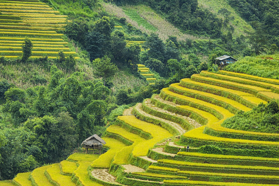 Mu Cang Chai en saison des rizières en septembre