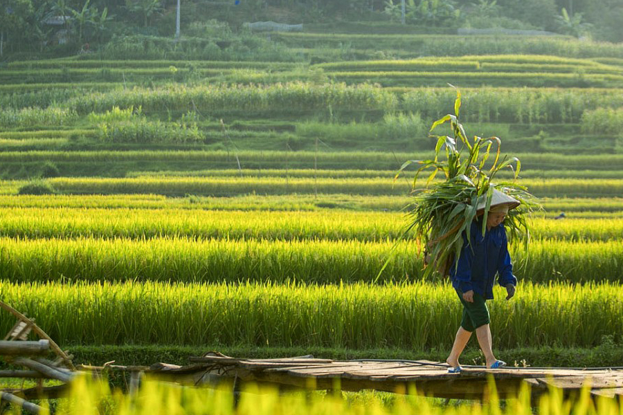 La scène des agriculteurs récoltant du riz pendant la saison des rizières a une beauté paisible