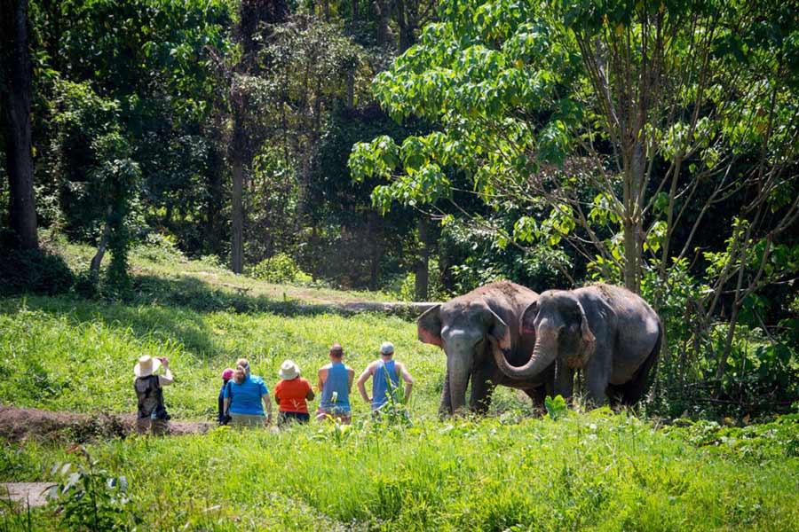 La visite d'un sanctuaire d'éléphants est une des choses incontournables à faire à Chiang Rai