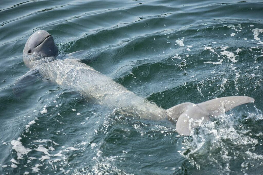 Le dauphin d'Irrawaddy est un animal rare à Si Phan Don