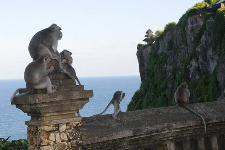 Les singes dans le temple