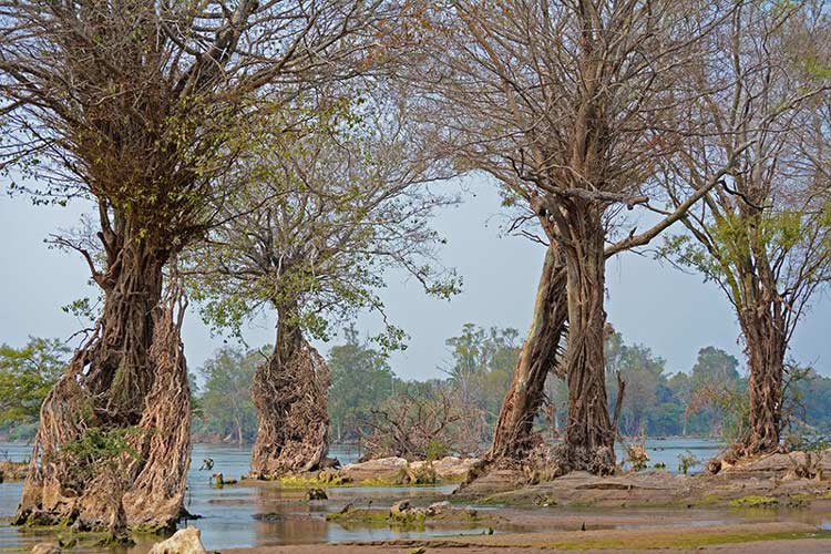 L'écosystème de Stung Treng, sur les rives du Mékong, est unique