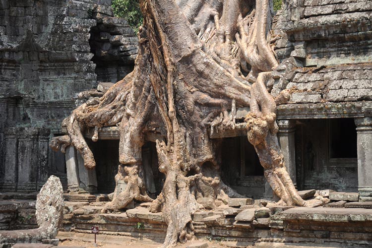 Nature et grès entremêlés du temple Preah Khan