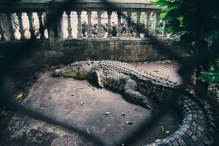 Un crocodile dans le temple