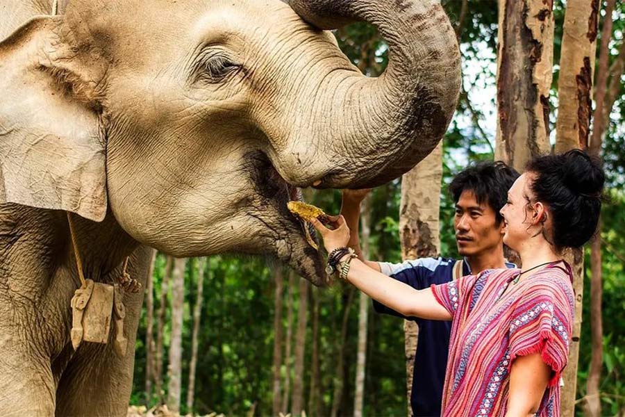 Visitez les sanctuaires d'éléphants