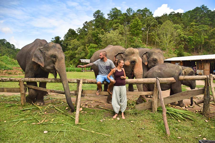 Interagissez avec les éléphants dans les parcs